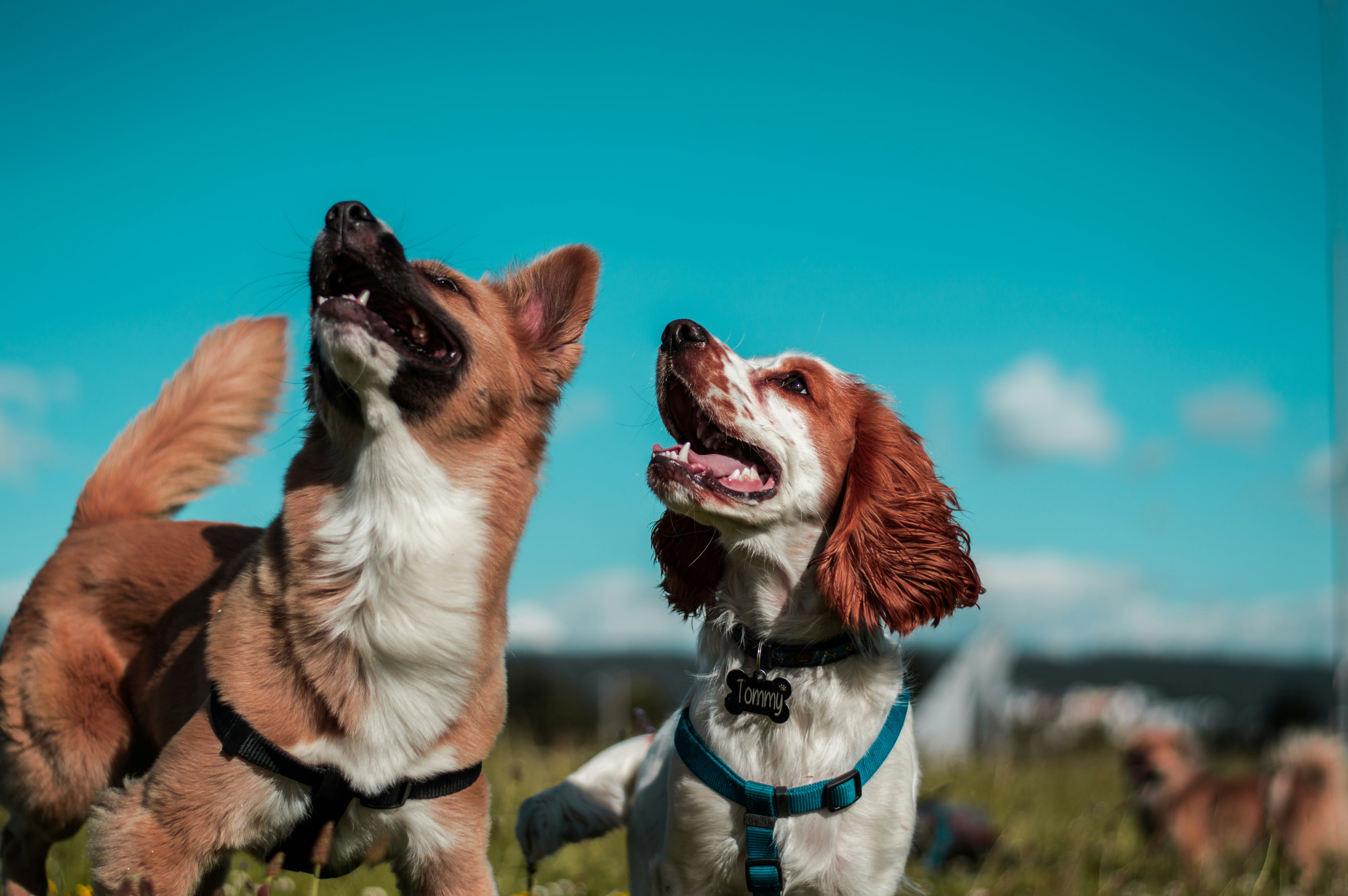 Cães conseguem separar palavras na fala humana, indica estudo